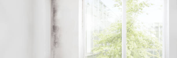 Best Mold Odor Removal Services  in Moorhead, MN