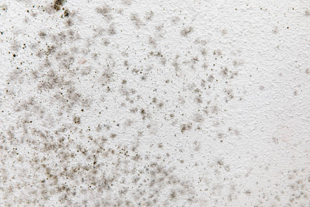Moorhead, MN Mold Removal Company